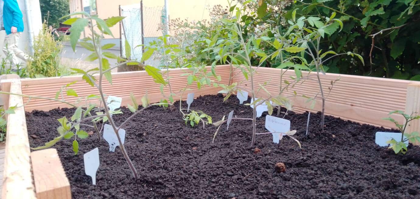 Junge Tomatenpflanzen in einem Hochbeet