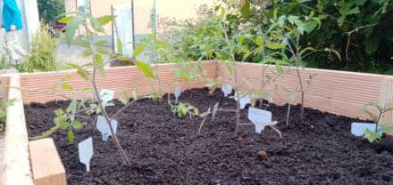 Junge Tomatenpflanzen in einem Hochbeet